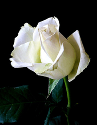 Arlene E. (Kloss) Cooper Obituary