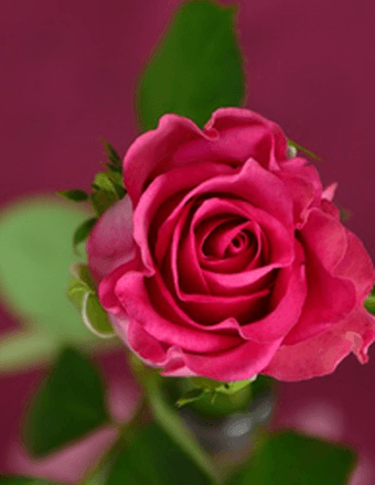 Wendy Mae Bach Obituary