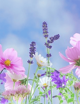 Frances J. Neumann Obituary
