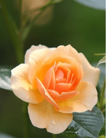 Carolyn M. (McCoy) Parks Obituary