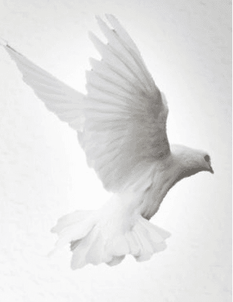 Patricia A. (nee Helf) (Koetzle) Holtz Obituary