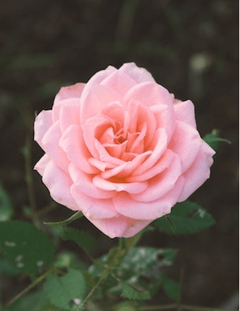 Ann K. (Perry) Goltz Obituary